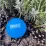 Масажний силіконовий м'яч PowerPlay PP-4354 Silicone Lacrosse Ball (6.3см.) Синій - 5 Масажний силіконовий м'яч PowerPlay PP-4354 Silicone Lacrosse Ball (6.3см.) Синій - 5 - Robinzon.ua