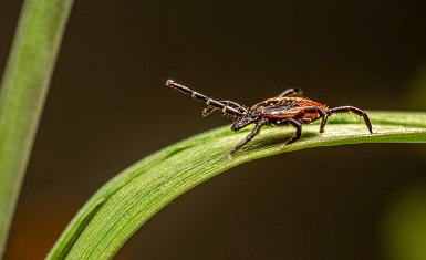 Як захиститися від кліщів у поході та надати першу допомогу: поради для туристів - Robinzon.ua