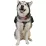 Ultimate Direction рюкзак для собак Dog Vest black L - 3 - Robinzon.ua